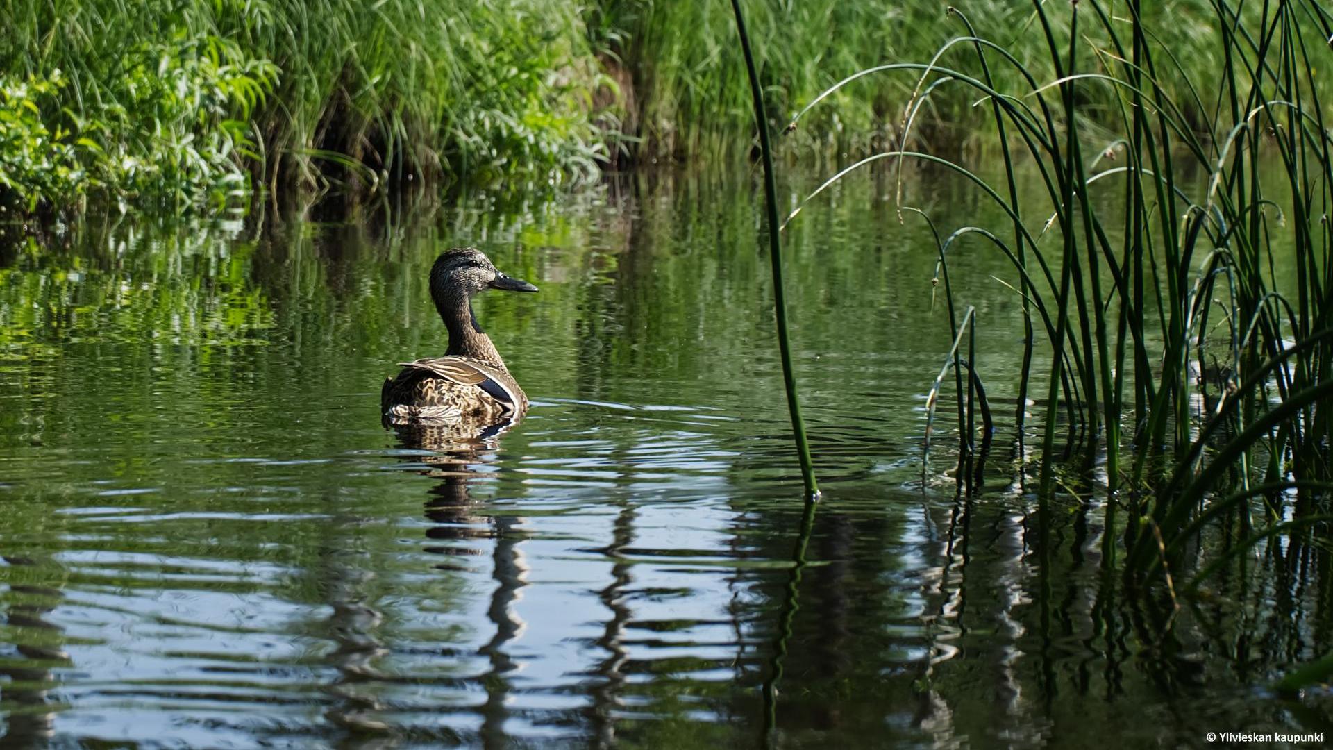 Vesilintu uimassa joessa